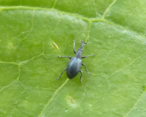 Ceratapion gibbirostre - photo 4