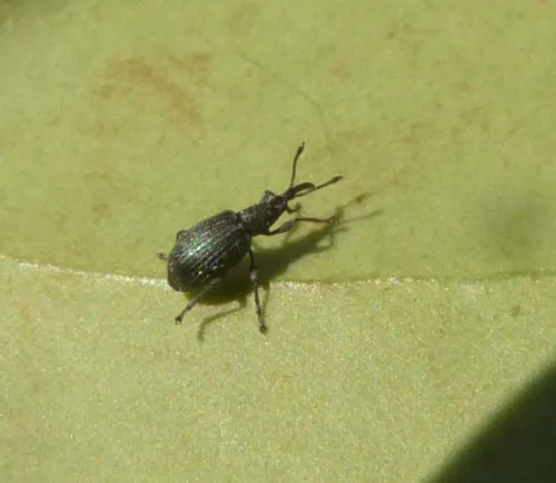 Ceratapion gibbirostre - photo 5