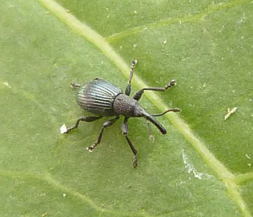 Ceratapion onopordi