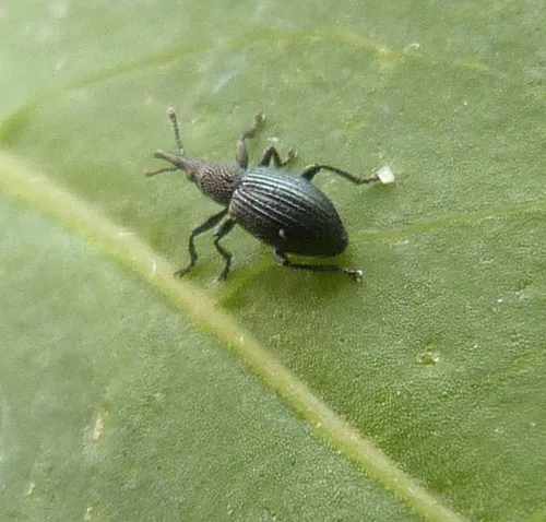 Ceratapion onopordi - photo 2