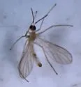 Ceratempis longicornis