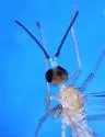 Ceratempis longicornis - photo 3