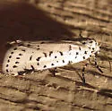 Cerathosia tricolor - Hodges#9064