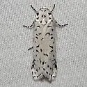 Cerathosia tricolor - Hodges#9064 - photo 2