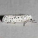 Cerathosia tricolor - Hodges#9064 - photo 3