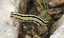 Cerathosia tricolor - Hodges#9064 - photo 4