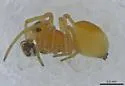 Ceraticelus artemisiae