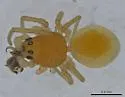 Ceraticelus artemisiae - photo 3