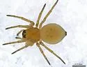 Ceraticelus artemisiae - photo 4