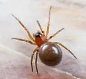 Ceraticelus atriceps