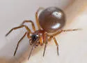 Ceraticelus atriceps - photo 2