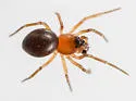 Ceraticelus atriceps - photo 3