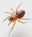 Ceraticelus atriceps - photo 4