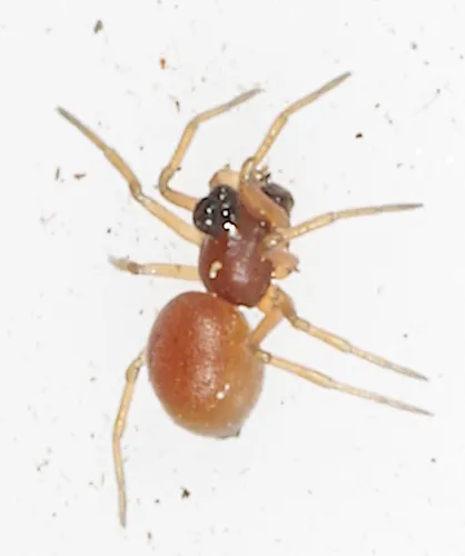 Ceraticelus bulbosus