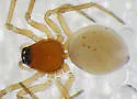 Ceraticelus crassiceps