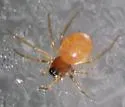 Ceraticelus crassiceps - photo 2