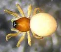 Ceraticelus crassiceps - photo 3