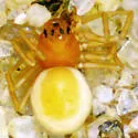 Ceraticelus crassiceps - photo 4