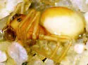 Ceraticelus crassiceps - photo 5
