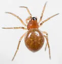 Ceraticelus emertoni