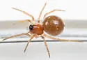 Ceraticelus emertoni - photo 2