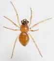 Ceraticelus emertoni - photo 3