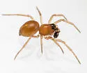 Ceraticelus emertoni - photo 4