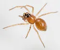 Ceraticelus emertoni - photo 5