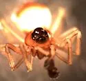 Ceraticelus fissiceps