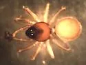 Ceraticelus fissiceps - photo 2