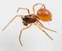 Ceraticelus fissiceps - photo 3