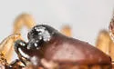 Ceraticelus fissiceps - photo 4