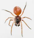 Ceraticelus fissiceps - photo 5