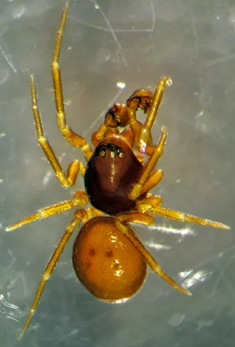 Ceraticelus laetabilis