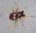 Ceraticelus laticeps