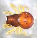 Ceraticelus laticeps - photo 2