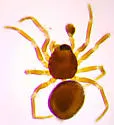 Ceraticelus minutus