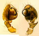 Ceraticelus minutus - photo 2