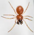 Ceraticelus similis