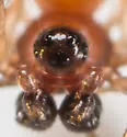 Ceraticelus similis - photo 2