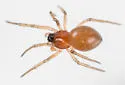 Ceraticelus similis - photo 4