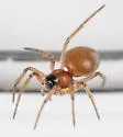 Ceraticelus similis - photo 5