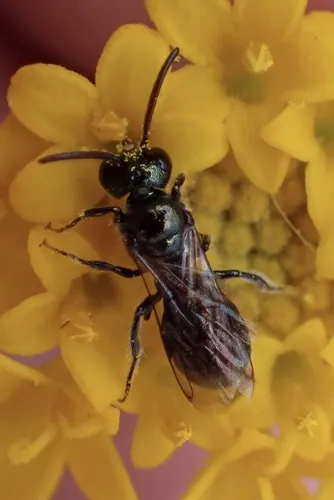 Ceratina acantha