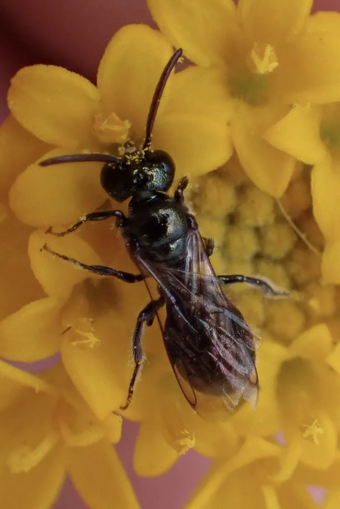 Ceratina acantha - photo 2
