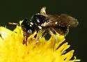 Ceratina arizonensis