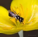 Ceratina arizonensis - photo 2