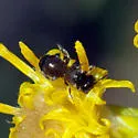 Ceratina arizonensis - photo 3