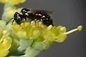 Ceratina arizonensis - photo 4