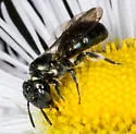 Ceratina calcarata