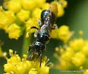 Ceratina calcarata - photo 2